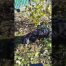 Мощный отпугиватель собак с двумя излучателями "Тайфун" (20 метров)